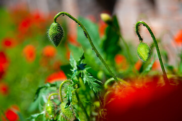 bush of red poppy flowers on the plain