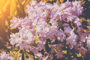Rhododendron flowers in the garden, natural flower background