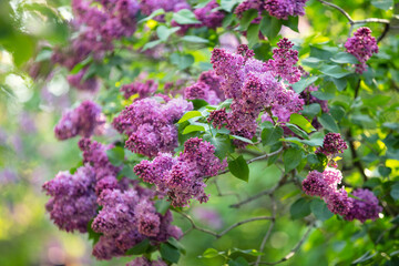 Blooming lilac bush in the garden. Spring flower background