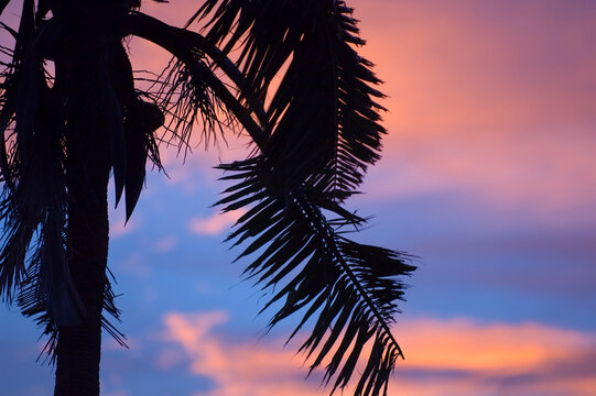 Colorful storm sunset behind a coconut palm tree during tropical storm peipah (kabayan) in the Philippines