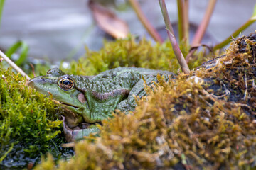 Frog, a beautiful frog is sitting at a garden pond