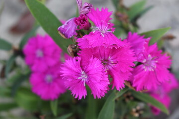 pink flowers in the garden