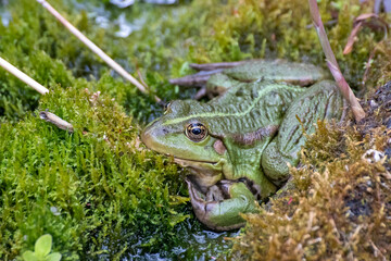 Frog, a beautiful frog is sitting at a garden pond