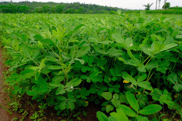 peanut trees with agricultural landscapes