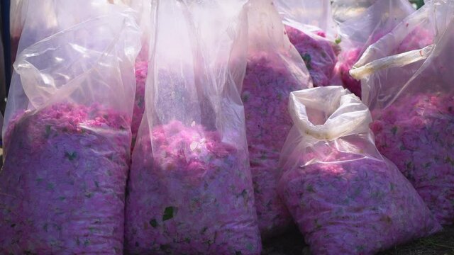 Several plastic bags full of oil roses ready for steam distillation