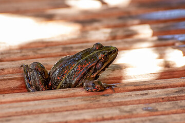 Frog, a beautiful frog is sitting at a garden pond