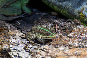 Frog, a beautiful frog is sitting at a garden pond