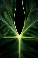Detail of highlighted green leaf veins. Point of light in the center spreading throughout the dark...