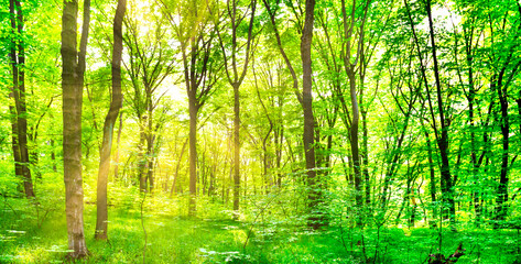 Fototapeta na wymiar Panorama of green forest landscape with trees and sun light going through leaves