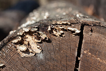 Extreme closeup of edge of tree trunk
