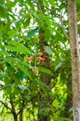 Red peacock flower or Caesalpinia pulcherrima flower blooming isolated,
