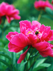 One pink peony and soft green background and bee.
