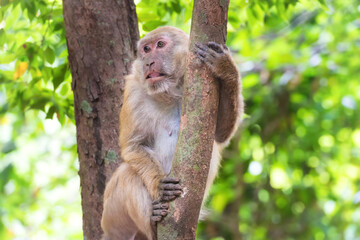 Naklejka na ściany i meble Male cute wild monkey sitting in green tree tropical forest
