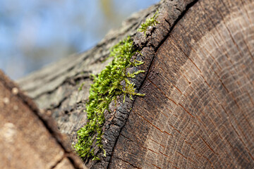 Edge of tree trunk log covered with moss close up