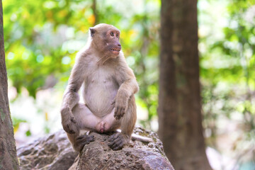 Male cute wild monkey sitting on a rock in green tropical forest with trees