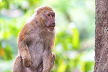 Naklejka na ściany i meble Male cute wild monkey sitting on a rock in green tropical forest with trees