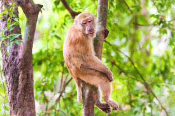 Naklejka na ściany i meble Male cute wild monkey sitting in green tree tropical forest