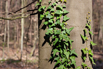 Green ivy that grows along the tree trunk in woods
