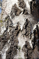 Natural background with birch tree bark texture