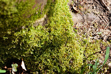 Close up of beautiful green moss on the tree