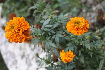 orange flower in the garden