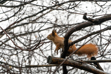 Fototapeta na wymiar Wild squirrel on an autumn tree in the countryside 