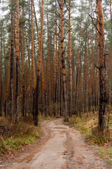 Fototapeta premium A winding path in the autumn pine forest. Picturesque natural landscape. Vertical