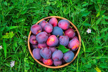 Ripe plums in a wooden bowl