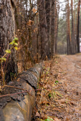 Lying tree along a path in the autumn forest. Close-up. Vertical