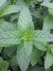 close up of a green leaf