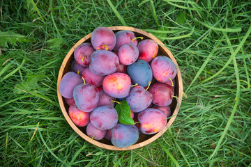 Ripe plums in a wooden bowl
