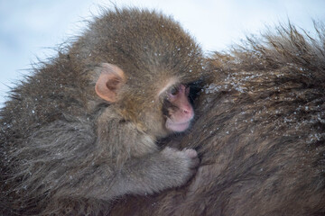 snow monkey  Japanese monkey