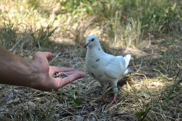 Mens hand holds out seeds to white dove, selective focus on human hand