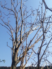 tree branches against blue sky
