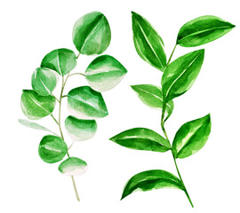 watercolor tropical leaves big set.
Handmade illustration isolated on white background, can be used for decoration of printed materials, cards and for others. Tropical theme.