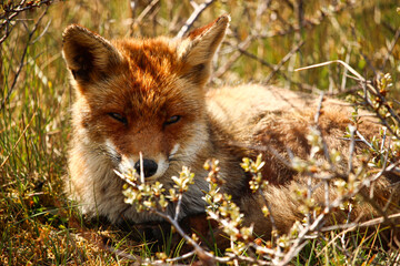 Red fox hiding in the bushes looking at the camera frontal view on a early summer day