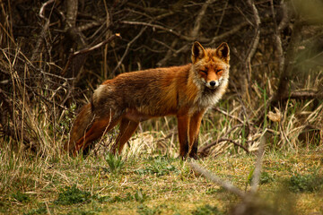 Proud Red Fox keeping an eye for prey in a beautiful rough nature setting