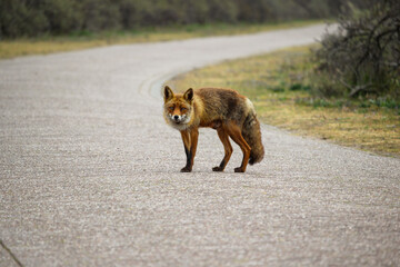 Red fox (Vulpes vulpes) on alert standing in the middle of the road in a Dutch National Park