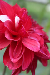 Fototapeta premium red dahlia flower