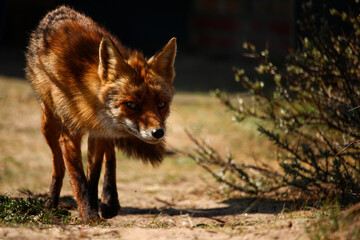 Red fox animal on the hunt beautiful low angle view close up