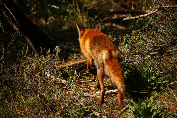 Naklejka na ściany i meble Rear view of a Red Fox walking away into the bushes