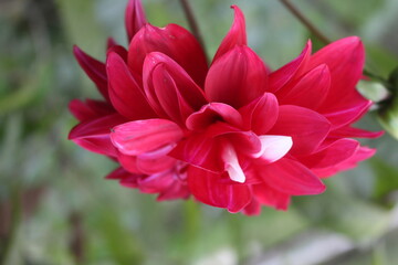 red and yellow flower