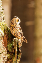 long-eared owl (Asio otus) sitting in the woods on a tree and looking behind him
