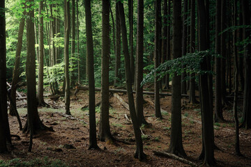 Dunkler Wald mit Abendlicht Simmung