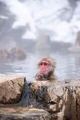 snow monkey  Japanese monkey