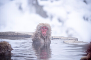 Naklejka premium snow monkey Japanese monkey