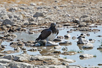 Kampfadler im der Etosha-Nationalpark in Namibia