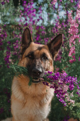 German Shepherd with a bouquet of flowers in its mouth