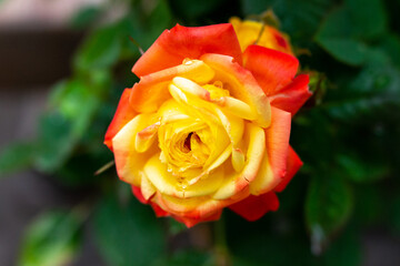 Yellow rose with raindrops, soft focus