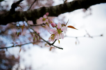Beautiful Spring Cherry blossoms over blue sky. pink flowers. Blossoming cherry trees at Shillong Golf Course,
